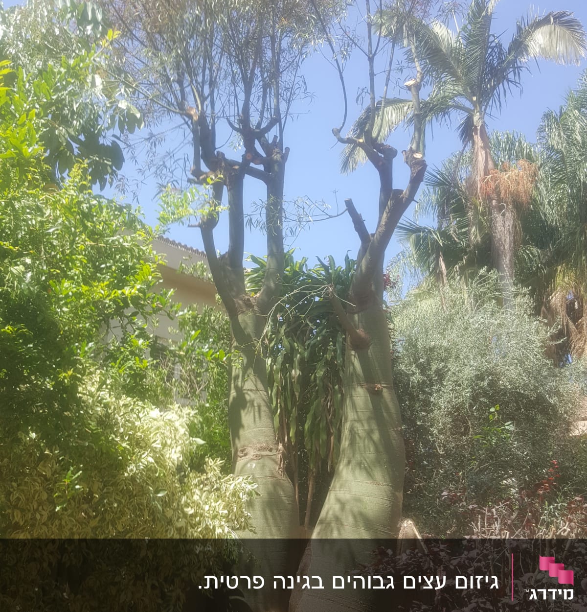 A pruned tree with visible cut branches.